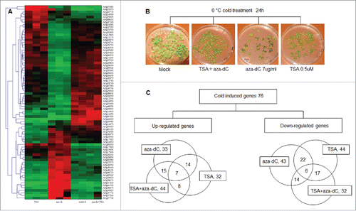 Figure 3. Cytosine methylation and histone deacetylation modulate the expression of cold responsive genes. (A) Hierarchical cluster analysis of 76 cold related genes selected according to the results of gene ontology analysis. (B) A. thaliana seedlings treated with TSA, aza-dC, and TSA+aza-dC were cultured in petri-dishes for a 0°C cold stress of 24 h. (C) Venn diagrams of 76 cold-induced genes.