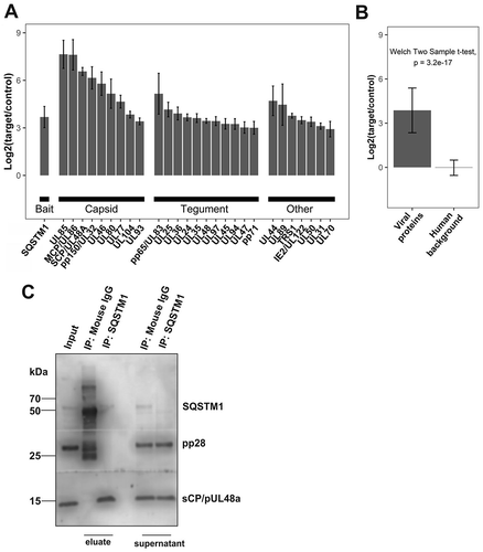 Figure 5. SQSTM1 co-purified with the viral capsid and components of the viral tegument. Immunoprecipitation of BADwt-infected HFF with mouse anti-SQSTM1 antibody and empty magnetic beads as control, and protein quantification by mass spectrometry. We identified 41 HCMV protein groups, 28 of which could be quantified in both IPs and technical replicates. (A) Log2 transferred average fold-change of SQSTM1, and viral component proteins are plotted with the standard error of the mean (SE), indicated as error bars. Values are calculated for two independent IPs (biological replicates) with two technical replicates in each case. (B) A Welch’s t-test was performed between the mean of all viral proteins and all human background proteins, with a fold-change between 0.5 and 2. The bar chart represents the average of all viral proteins and human background proteins. Error bars indicating the standard deviation (SD). (C) Immunoprecipitation of BADwt-infected HFF with mouse anti-SQSTM1 antibody and mouse IgG as control. Eluates and supernatants were subjected to SDS protein-gel separation, and western blot probed with antibodies against SQSTM1, pp28, and sCP/pUL48a. sCP/pUL48a specifically precipitates with SQSTM1, while pp28 does not. Unbound sCP/pUL48a and pp28 were still present in the cell lysates after immunoprecipitation. SQSTM1 was no longer detectable by western blot in the supernatant of the specific SQSTM1 precipitate. In the control supernatant, the amounts of SQSTM1 were comparable to input levels