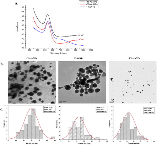 Figure 1. UV–vis (a), HR-TEM micrographs (b) and histogram for size distribution (c) of RW-AuNPs.