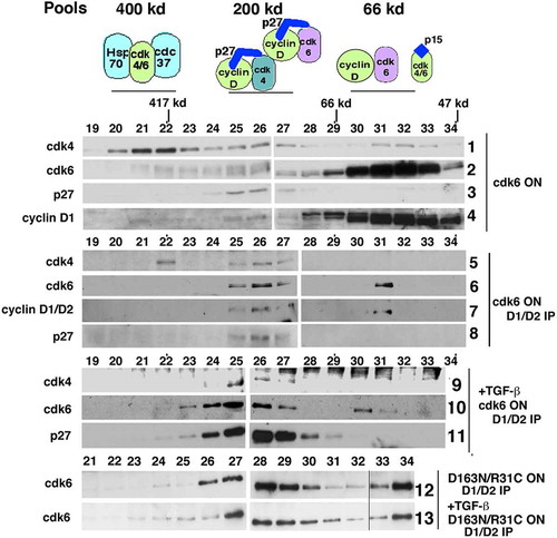 Figure 4. Overexpressed CDK6 exists in a dimer with cyclins D1/D2 and can provide a reservoir to titrate p15 during TGF-β treatment. Tet-CDK6WT cells were grown in the absence of Tet (ON) and lysates were separated by gel filtration chromatography (rows 1–8). The resulting fractions were subjected to direct immunoblot analysis with anti-CDK4 (row 1), anti-CDK6 (row 2) and anti-p27 (row 3) and anti-cyclin D1 (row 4) antibodies. Fractions were immunoprecipitated with anti-cyclin D1 and anti-cyclin D2 antibodies and analyzed by immunoblotting with anti-CDK4 (row 5), anti-CDK6 (row 6), anti-cyclin D1/anti-cyclin D2 (row 7) and anti-p27 (row 8) antibodies. Fractions from TGF-β treated Tet-CDK6WT cell (ON) lysates were separated by gel filtration and immunoprecipitated with anti-cyclin D1 and anti-cyclin D2 antibodies. The resulting immunoblots were probed with anti-CDK4 (row 9), anti- CDK6 (row 10) and anti-p27 (row 11) antibodies. Fractions from Tet-CDK6D168N/R31C cell lysates treated ±TGF- β were also separated by gel filtration and the resulting fractions were immunoprecipitated with anti-cyclin D1/anti-cyclin D2 antibodies, followed by immunoblot analysis with anti-CDK6 antibodies (rows 12, 13)