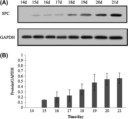 Figure 3. Western Blot analysis of airway epithelial cells -specific genes. (A) the specific marker of type II pneumocytes, surfactant protein C was detected using western blot, the results showed that surfactant protein C were positive at fifteen day after inducement, and showed a time-lapse increase with induced time. (B) Quantification of surfactant protein C in different induced times.