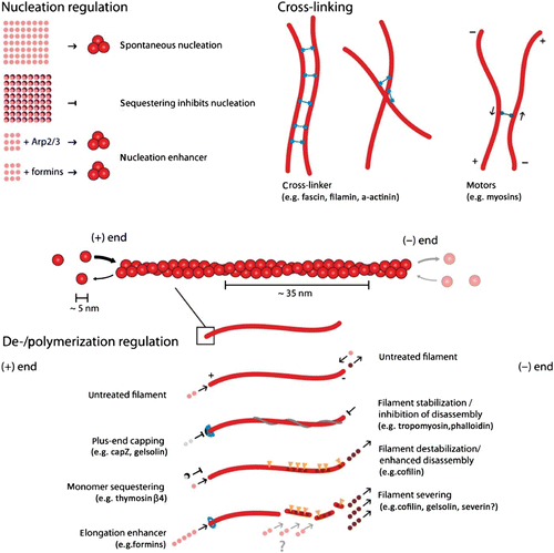 Figure 3. Actin filaments are helical polar structures with a plus and a minus-end and are built from actin monomers. Various ways have been discovered how accessory proteins modify actin filament dynamics. In this sketch, representative accessory proteins are classified according to their function into the three categories “Nucleation regulation”, “Cross-linking”, or “Polymerization regulation”.