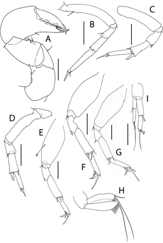 Figure 30. Pseudotanais elephas sp. nov., (a), cheliped; (b), pereopod-1; (c), pereopod-2; (d), pereopod-3; (e), pereopod-4; (f), pereopod-5; (g), pereopod-6; (h), pleopod; (i)I, uropod. Scale lines = 0.1 mm