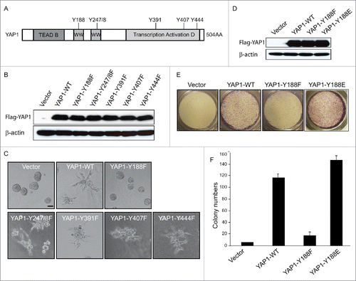 Figure 3. YAP1-Y188E enhanced the YAP1 oncogenic functions. (A) Schematic representation of YAP1. The 6 tyrosine sites of YAP1 are indicated. (B) The Y-F mutations have no effect on the protein expression of YAP1, as shown by immunoblot in transduced MCF10A cells. β-Actin was used as a loading control. (C) Overexpression of YAP1-Y188F obliterates the aberrant acinar formation induced by YAP1 in 3D culture. Representative phase contrast images from 3 independent experiments are shown. (D) Expression of YAP1-WT, YAP1-Y188F and YAP1-Y188E at comparable levels in transduced MCF10A cells as revealed by immunoblot. β-Actin used as a loading control. (E) YAP1-Y188E overexpression increased cell migration. MCF 10A cells transduced with vector control or YAP1 variants were plated onto 8-µm transwell filters and allowed to migrate for 24 hrs. (***, p < 0.001) (F) YAP1-Y188E overexpression enhanced the colony formation in soft agar.