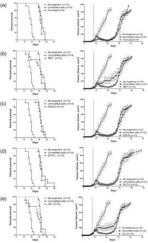Figure 4. ACT with epigenetic modified gBT-I T cells did not improve tumour regression and survival. Tumour growth and survival curves of mice inoculated subcutaneously with B16.gB prior to receiving ACT consisting of activated gBT-I T cells treated with (a) vorinostat, (b) IBET, (c) GSKJ4, (d) DOT1L and (e) JQ1. Graphs represent three separate experiments. Tumour growth between unmodified group and each modified group were compared with a Mixed Model ANOVA. Time points with significant differences in mean tumour volumes are represented with an asterisk (*<0.05, **<0.01). Survival curves were compared with a Log-Rank (Mantel-Cox) test and there was a significant difference between unmodified T cells and untreated animals (p < 0.001). There was no significant difference between each treatment and unmodified T cells, with the exception of JQ1 treated cells. (JQ1 vs unmodified, p = 0.0237).