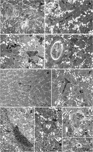 Figure 2. Light micrographs of Danio rerio liver after 48 (a-d) and 96 (e-j) hours of exposure to TBZ. (a) Note the parenchyma dyschromia of the hepatic tissue and the appearance of wide lysis areas (la). (b) Necrotic cells have a poor and lightly stained cytoplasm (asterisks), while apoptotic hepatocytes show a deeply stained cytoplasm and degenerated or pyknotic nuclei (white arrow). Note the congestion of sinusoids. (c) Blood vessels are congested, and aggregates of highly pigmented melano-macrophages appear in the parenchyma. (d) Note the degeneration of cuboidal epithelium lining the bile ducts. (e) The parenchyma dyschromia increases, and numerous sinusoids are scattered in the tissue. (f) Apoptotic hepatocytes show a deeply stained cytoplasm and degenerated nuclei (black arrow); note the immigrate macrophages and the congested sinusoids. (g) Blood vessels are occluded, and the macrophages proliferate in their lumen. (h,i) Detail of the degeneration of the cuboidal cells lining the bile ducts. (j) Numerous necrotic hepatocytes show a poor, pale-stained cytoplasm (star). h = hepatocyte, n = nucleus, arrow = glycogen granules, s = sinusoid, v = vein, bd = bile duct, m = macrophage, mc = melanomacrophage complex, black arrowhead = lipid droplet.