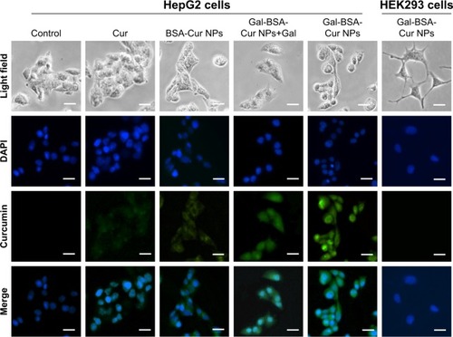 Figure 8 Fluorescence microscopy images of cells incubated with 50 µmol/L of Cur, BSA-Cur NPs, Gal-BSA-Cur NPs, and Gal-BSA-Cur NPs+Gal for 3 hours.Notes: Scale bar: 50 µm, magnification: ×400. DAPI: cell nuclei (blue). Merged: fluorescence overlaid image.Abbreviations: BSA-Cur NPs, curcumin-loaded BSA nanoparticles; Cur, curcumin; Gal, galactose; Gal-BSA, galactosylated BSA; Gal-BSA-Cur NPs, curcumin-loaded galactosylated BSA nanoparticles.