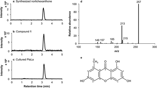 Figure 1. LC-ESI-MS analysis of synthesized norlichexanthone, compound 1 isolated from PtsLa, and methanol extracts of PtsLa.LC-ESI-MS chromatograms of synthesized norlichexanthone (a), compound 1 isolated from PtsLa (b), and methanol extracts of PtsLa (c), which were detected at m/z 257 in negative ionization mode. Mass spectrum of norlichexanthone (d). Chemical structure of norlichexanthone (e).