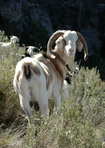 Figure 1. Picture of an adult female Rasquera White goat (photo: Pere-Miquel Parés).