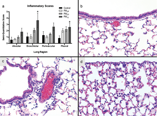 Figure 7. Inflammation in the alveolar, bronchiolar, perivascular, and pleural regions of the lungs after acute PM exposure. panel a) graph of semi-quantitative scores of inflammation in four different lung regions. Each bar is a group mean ± SEM (n = 8/group). The asterisk (*) signifies a significant (p < .05) difference from the H2O-exposed control as measured by a two-way ANOVA to determine whether particle size, lung region, or an interaction of both variables influenced inflammatory scores. Panels b-c) photo micrographs of H&E-stained left lung sections. Bronchiolar tissues from a control are shown in panel B. Bronchiolar, perivascular, and pleural tissues from a PM10-exposed male are presented in Panels C-D. These micrographs are representative of average effects observed in PM10 acutely exposed mice.