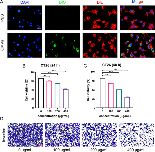 Figure 2 In vitro antitumor activity of Pd-OMVs. (A) Uptake profiles of Pd-OMVs by CT26 cells. Viabilities of CT26 cells after co-incubated with Pd-OMVs for (B) 24 and (C) 48 h. (D) Invasion of CT26 cells after co-incubation with Pd-OMVs for 24 h. Data are presented as the mean ± SEM (n = 3). **p < 0.01, ***p < 0.001.