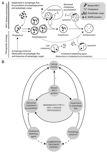 Figure 1. Disease mechanisms and treatment strategy for NPC1 disease. (A) Mutations in LE/L-resident NPC1 protein inhibits cholesterol efflux, leading to cholesterol accumulation. Mutant NPC1 protein also impedes autophagosome maturation, thereby causing impairment in autophagic flux associated with accumulation of autophagosomes and autophagic cargo. This is attributable to defective amphisome formation resulting from failure in the SNARE machinery due to a reduced propensity of the late endosomes for recruiting SNARE proteins. Therapeutic avenues are shown (with dashed lines) for depleting cholesterol and enhancing autophagy to rescue both of the defects. Stimulating autophagy restores its function by facilitating autophagosome maturation independent of amphisome formation, thereby mediating the clearance of autophagic cargo. (B) Mutant NPC1 protein imparts cellular toxicity through abnormal cholesterol accumulation and impairment in autophagic flux. Defective autophagy also increases intracellular cholesterol load, thereby creating a deleterious feedback in augmenting the disease pathogenesis. Combination treatment strategy can be achieved with a cholesterol-depleting agent and an autophagy enhancer to rescue both the disease phenotypes.