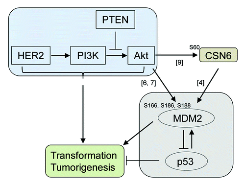 Figure 1. The HER2-Akt pathway affects the MDM2-p53 pathway by direct phosphorylation of MDM2 and via stabilization of MDM2 by CSN6. Numbers indicate the references cited.