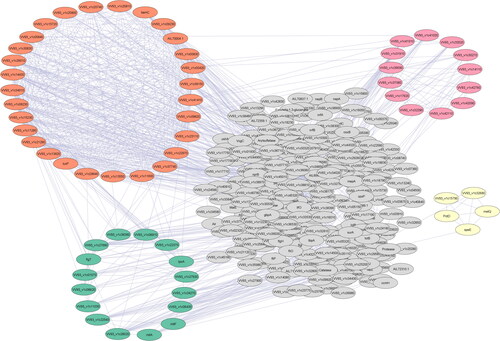 Figure 6. The secretome network of Vibrio vulnificus E4010 contains 10 clusters, ranked in size (number of proteins) and density (interconnectivity). Sixty-three (about 18%) of the network’s 575 total proteins are found in clusters.