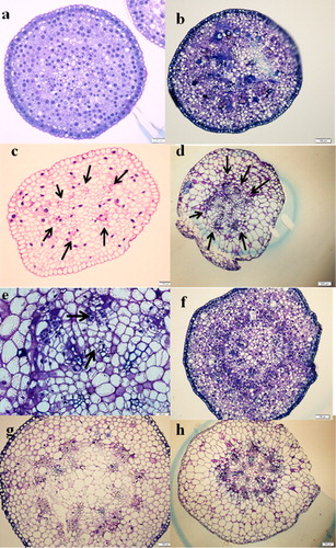Figure 6. Transverse sections of Cuscuta stem. Thickness 7 µm and stained with Toluidine blue. (a) Cuscuta stem before parasitization. Apical part (10 mm below apex); (b) Cuscuta stem attached to Momordica stem at stage 2. Apical part (10 mm below apex); (c) Cuscuta stem before parasitization. Haustoria-forming part; (d) Cuscuta stem attached to Momordica stem at stage 2. Attached haustoria part; (e) Magnified vascular bundles of figure d; (f–h) Cuscuta stem attached to Momordica stem at stage 3. f, 10 mm below apex; (g) intermediate part; (h) Attached haustoria part. Scale bar: 50 µm in a, c, e, 100 µm in b, 200 µm in d, h, and 10µm in f, g. Vascular bundle was still premature at apical part (a and b), but haustoria-forming part contained relatively developed vascular bundles as shown with black arrows. In particular, haustoria-forming part at stage 2 had twice the number of vascular bundles. Apical part had still premature vascular bundles (f) but purple intermediate part as well as haustoria-forming part contained relatively developed vascular bundles with rather lignified stem structure. The number of cells at the parenchyma increased compared with stage 2.