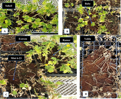 Figure 1. Comparison of damping-off symptom severity among six cucumber genotypes inoculated with P. melonis. (A) Soheil (resistant), (B) Baby (moderately resistant), (C) Ramezz (resistant), Mini 6–23 and Extrem (highly susceptible), (D) Yalda (highly susceptible).