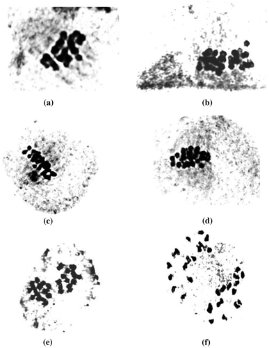 Figure 4. PMC meiosis with normal metaphase and anaphase. (a, b, c, d) Metaphase with 16 bivalents; (e, f) anaphase showing normal segregation.