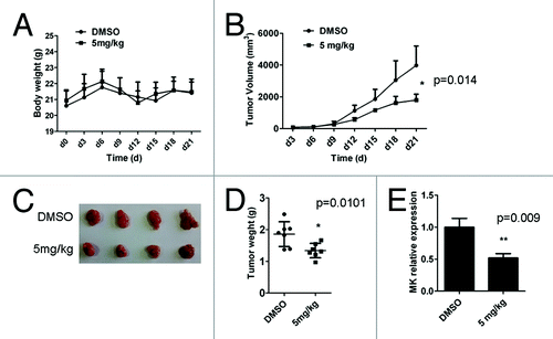 Figure 3. D261 suppresses NSCLC growth in vivo. Female BALB/c nude mice with NCI-H460 xenografts were injected intravenously with D261 or DMSO daily for 3 wk. Body weight of mice (A) and tumor volume (B) were recorded every 3 d. (C and D) Tumor measurement was made after mice were sacrificed. (E) Midkine (MK) expression of the tumor tissue was determined by qRT-PCR. Data are shown as mean ± SEM (n = 7). *P < 0.05, **P < 0.01, compared with DMSO control.