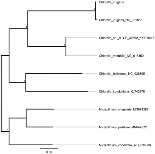 Figure 1. Neighbour-joining (NJ) analysis of C. vulgaris and other related species based on the complete chloroplast genome sequence.