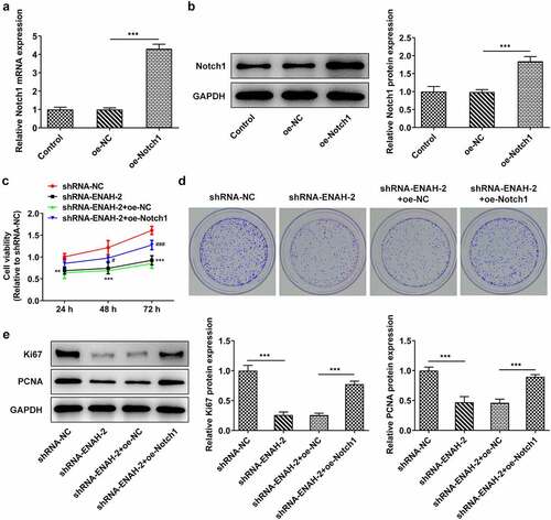 Figure 6. Notch1 up-regulation reverses the suppressive role of ENAH silencing in HCC cell proliferation. (a) RT-qPCR and (b) Western blot analyzed Notch1 expression after transfection of oe-Notch1 plasmids. ***P < 0.001. (c) CCK-8 and (d) colony formation assay measured HCC cell proliferation. ***P < 0.001 vs. shRNA-NC; ###P < 0.001 vs. shRNA-ENAH-2+ oe-NC. (e) Western blot analyzed the protein levels of Ki67 and PCNA. ***P < 0.001. ENAH, Enabled homolog. PCNA, proliferating cell nuclear antigen. Notch1, Notch receptor 1.