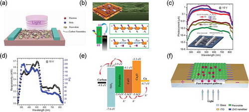 Figure 5. (a) Schematic of the working mechanism of perovskite and carbon nanotubes composites in photodetector [Citation64]. Copyright from 2018 Organic Electronics. (b) Energy level of CsPbBr3 nanosheets and CNTs. Simplified circuit diagrams of the pristine CsPbBr3 nanosheet PDs and the hybrid PDs [Citation65]. Copyright from 2017 ACS Nano. (c) Photocurrent spectra of different SWCNT/MAPbI3−xClx hybrid devices made with various densities of SWCNT. (d) Responsivity and photoconductive gain spectra of the best device [Citation67]. Copyright from 2017 Sci. Rep. (e) The energy-level diagram of photodetector device [Citation68]. Copyright from 2018 Adv. Mater. (f) Schematic of ZnO nanofiber and perovskite hybrid photodetectors and the band energy alignment between ZnO and perovskite [Citation76]. Copyright from 2017 Nano Research.
