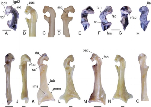 Figure 1. Coracoids of the early Miocene Neilus sansomae gen. et sp. nov. (A, E–H), and the late Oligocene Chionoides australiensis gen. et sp. nov. (I, K, M) in comparison with the extant Black-faced Sheathbill Chionis minor (NMV B.30769) (B, J, L, N), and the Magellanic Plover Pluvianellus socialis (AMNH 17700) (C, D). Left coracoid of N. sansomae (holotype, NMNZ S.52628) in A, ventral, E, dorsomedial, F, dorsal, G, medial and H, lateral views. Right coracoid (reversed) of Chionis minor in B, N, ventral, J, medial and L, dorsal views. Left coracoid of Chionoides australiensis (holotype, SAM P41458) in I, medial, K, dorsal, M, ventral and O, lateral views. Right coracoid (reversed) of P. socialis in C, ventral and D, dorsomedial views. Abbreviations: cs, cotyla scapularis; da, dorsal area ventromedial of facies articularis humeralis; fac, facies articularis clavicularis; fah, facies articularis humeralis; ila, impressio ligamenti acrocoracohumeralis; ims, impressio m. sternocoracoidei; lgd1, ventromedial ligamental insertion area; lgd2, craniodorsal ligamental insertion area; pac, processus acrocoracoideus; pmm, projection on margo medialis; rid, ridge; ssc, sulcus m. supracoracoidei; tbr, tuberculum brachiale; tub, tuberosity; vfac, ventral facet of facies articularis clavicularis. Scale bars equal 2 mm. We note that Figure 1C was supplied and is at a different angle compared to Figure 1A and B.