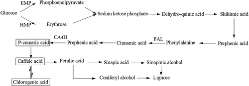 Figure 2. The possible pathway of regeneration of chlorogenic, caffeic, and p-coumaric acids (shikimic acid pathway).PAL: phenylalanine aminolyase; CA4H: cinnamic acid-4-hydroxylase; EMP: Embden-Meyerhof pathway; HMP: hexose monophosphate pathway