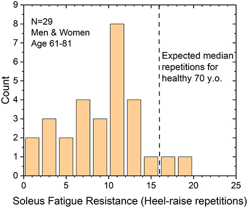 Figure 2 Distribution of soleus muscle fatigue resistance in older (age 61–81 years) non-athletic men and women. Fatigue resistance was assessed through slow (60°/second) one-legged heel raises (IRB exempt pilot study). While normative data indicates that healthy adults in this age range should be able to complete about 16 such heel raises before fatiguing, only 2 of 29 individuals in this convenience sample achieved this level of soleus fatigue resistance.