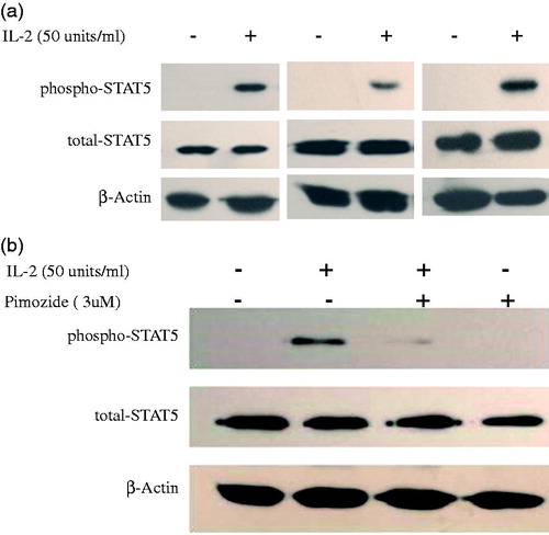 Figure 5. Phosphorylation of STAT5 in expanded Tregs in PBMCs from CKD patients by low-dose IL-2. (a) Three representative blots of Western blot analysis for phospho-STAT5 in PBMCs from CKD patients induced by IL-2 is depicted in the graph. (b) A representative blot of Western blot analysis for pimozide, a specific inhibitor of STAT5 activation; abolishment of IL-2-induced STAT5 phosphorylation is depicted in the graph.