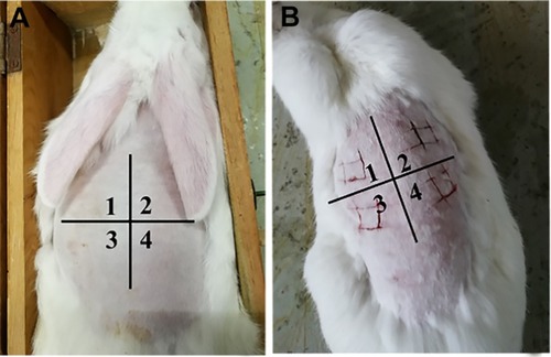 Figure 1 The area of various preparations on rabbits.Notes: Dorsal hair of each rabbit was shaved and divided into four zones: the normal saline (zone 2, zone 3), ASI-NEs (zone 1) and ASI-NBGs (zone 4), respectively, and each zone was about 4 cm2. Animals were allocated into two groups: damage skin group (A); normal group (B).Abbreviations: ASI-NEs, asiaticoside-loaded nanoemulsions; ASI-NBGs, asiaticoside-loaded nanoemulsions-based gels.