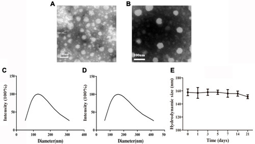 Figure 4 Characterization of CS-MLPs. (A) Morphology of blank liposomes. (B) Morphology of CS-MLPs. (C) Hydrodynamic size of blank liposomes. (D) Hydrodynamic size of CS-MLPs. (E) Stability of CS-MLPs in storage at 4°C for 3 weeks.