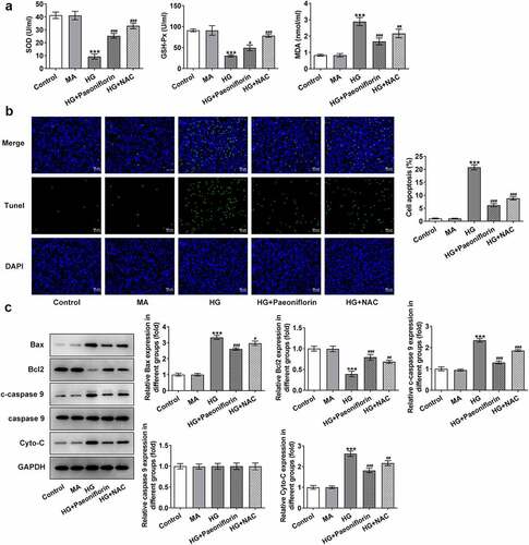 Figure 3. Pae inhibited oxidative damage in SRA01/04 cells induced by HG. a. ELISA kits detected the expression of SOD,GSH-Px and MDA. b. Tunel assay detected the apoptosis of cells. c. Western blot detected the expression of apoptosis-related proteins. ***p < 0.001 vs MA, #p < 0.05, ##p < 0.01, ###p < 0.001 vs HG.