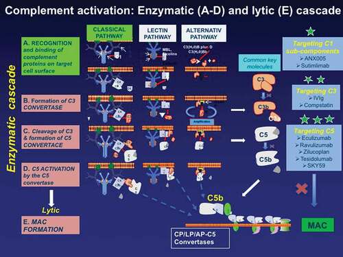 Figure 2. The main proteins involved in the complement activation cascade and the targeted complement therapeutics (highlighted with *). The complement begins with the enzymatic cascade that involves the assembly of enzyme complexes known as convertases. the enzyme cascade proceeds via three different activation pathways: the classical, the lectin, and the alternative pathway. the classical pathway begins with antibody-mediated activation of C1 that leads to the formation of the C4bC2a complex, which is the C3 convertase; the C3 convertase subsequently cleaves C3 to produce C3b, C4b C2a leading to C5 convertase complex that produces C5a and C5b. the lectin pathway begins with signal recognition by oligomeric structures which mediate the production of C4b proceeding thereafter as the classical pathway. In the alternative pathway, the C3 interacts through an amplification loop to form additional C3b that bind to C3-convertase forming a C5 convertase that cleaves C5. All three pathways generate C5b, which initiates the lytic pathway and the formation of membrane attack complex (MAC). The processes that represent therapeutic targets are shown on the the three boxes on the right along with drugs currently available or in development including: against C1* (ANX005 and Sutimilab); against C3** (IVIg and compstatin); and against C5*** (Eculizumab, Ravulizumab, Zilucoplan, Tesidolumab, and SKY59).