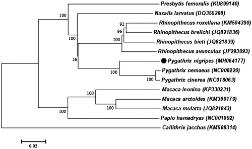 Figure 1. NJ phylogenetic tree based on the complete mitochondrial genome of the P. nigripes and other 12 primates species sequences. Callithrix jacchus was served as an outgroup. Numbers at the branches indicated the bootstrapping values with 1000 replications. GenBank accession numbers were given in the parentheses. Filled circle represented a sequence from this study.