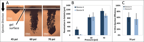 Figure 3. Operating pressure effect on particle penetration after ejection into gelatin. (A) Representative cross-sectional images of tungsten particles penetration into gelatin samples using Device A at various operating pressures. (B) Maximum penetration of tungsten particles (200 µg dose) increases while the inlet pressure increases following single ejection (n = 3). (C) Device ejection efficiency defined as the extracted pDNA-coated gold particles from the gel after ejection of defined quantities of particles in 5 consecutive pulses at 70 psi (n = 6). The error bars represent one standard deviation from measured values.