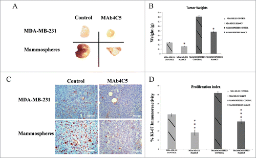 Figure 5. MAb4C5 inhibits primary tumor growth in an in vivo prophylactic model. Eight weeks after inoculation: (A) Gross pictures of tumors derived from MDA-MB-231 and mammosphere injected mice. Treatment of animals with mAb 4C5 significantly inhibited tumor growth as compared to the control mice. (B) Mean weight measurements of the MDA-MB-231- and mammosphere-derived tumors were 0.25g and 0.80g respectively in the control group, 0.16g and 0.47g respectively in the mAb4C5 treated group. These values mirror a 33.3% and 40.4% weight reduction of MDA-MB-231- and mammosphere-derived tumors respectively, by mAb4C5 treatment, compared to non-treated controls. (C) Immunolabeling of tumors corresponding to the above cases using the anti-Ki-67 antibody. (D) Treatment with mAb4C5 resulted in a 40.8% and 47.9% reduction of Ki-67 positive cells in the MDA-MB-231- and mammosphere-derived tumors respectively, when compared to controls.*p < 0.05, ***p value < 0.0001. Bars correspond to 200 μm.