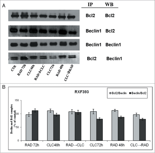 Figure 5. Evaluation of Beclin-1 and Bcl-2 interaction. (A) RXF393 were treated with CLC and RAD alone or in sequence. Then we performed western blotting assay (WB) for the expression of the total Bcl-2 and Beclin-1 proteins and immunoprecipitation (IP) for the evaluation of Bcl-2/Beclin-1 and Beclin-1/Bcl-2 complex formation. (B) Representation of the complexes expressed as the ratio between the relative intensities of the bands associated with the Bcl-2/Beclin-1 and Beclin-1/Bcl-2 complexes vs. the bands associated with total Bcl-2 and Beclin-1, respectively. The intensities of the bands were expressed as arbitrary units when compared to those of the untreated cells (CTR) The figure is representative of 3 different experiments that always gave similar results.