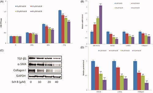 Figure 1. Sch B suppresses HSC activation and up-regulates the expression of miR-101-5p. (A) Effects of Sch B on HSC-T6 cells proliferation and viability. Cell viability was measured by MTT. (B) Effects of Sch B on the relative mRNA expression levels of miR-101-5p, TGF-β1, α-SMA and collagen I. (C, D) Effects of Sch B on the protein expression levels of TGF-β1, α-SMA, and collagen I. Data are mean ± SEM of three independent experiments; *p < .05, **p < .01.