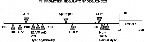 Figure 2 Tyrosine hydroxylase (TH) promoter. Schematic of the rat TH promoter depicting known transcription factor regulatory elements identified to date. The regulatory elements that are likely involved in the stress response are shown above the line: AP1 (activator protein-1 site that recognizes Jun and Fos proteins; Kumer and Vrana Citation1996); Sp1/Egr1 site (Papanikolaou and Sabban Citation1999) and the CRE (cAMP/CRE that recognizes members of the CREB, CREM and ATF families; Lewis-Tuffin et al. Citation2004). The sites designated below the line are involved in tissue-specific or developmental expression of the gene or responses to more specific stimuli. These include sites for hypoxia-inducible factor (HIF), AP2, POU domain factors, cAMP and TPA response factors (CRE2) and Nurr1.