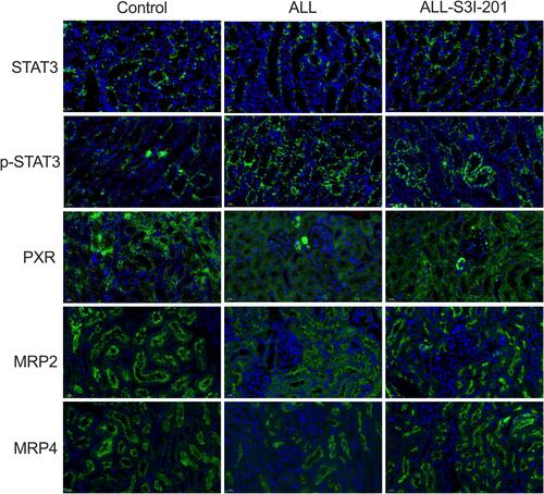 Figure 6 Immunohistochemical analysis for kidney tissues from NOD/SCID mice treated with S3I-201. Immunohistochemical expression of target proteins in NOD/SCID mice kidney. Expression of STAT3, PXR, MRP2, and MRP4 proteins in the kidneys using immunocytochemistry. Original magnification × 400. Arrowheads represent positive signals for transporter proteins.