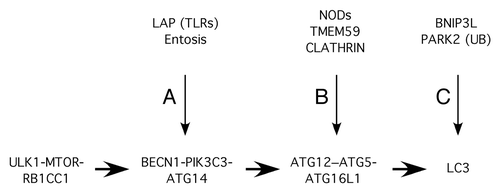 Figure 1. Relevant nodes of the canonical autophagic pathway that are specifically engaged in different modalities of unconventional autophagy against membranous compartments. The canonical autophagic pathway flows from the ULK1-MTOR-RB1CC1 complex to LC3-II synthesis (horizontal arrows). The BECN1-PIK3C3-ATG14 complex is directly or indirectly activated during LAP and entosis (A). NODs and TMEM59 (and perhaps CLATHRIN) induce the ATG12–ATG5-ATG16L1 complex by interacting with ATG16L1 (B). BNIP3L/NIX and PARK2 (through ubiquitination, UB) engage the pathway at the level of LC3 (C). The end result in all cases is LC3 labeling of the targeted membranous structure.