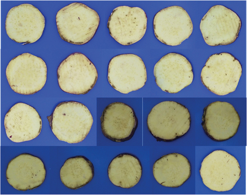 Figure 3. Some samples of sweet potato’s cross-section.