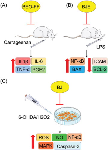 Figure 5. Pretreatment with BEO-FF significantly reduced IL-1β, IL-6, TNF-α, and PGE2 expression levels in paw edema of carrageenan-treated rats (A). An oral dose of BJE reduced NF-κB ICAM, BAX, and BCL-2 expression (B). Human neuroblastoma cells pretreated with BJ show reduced ROS, NO, NF-κB, caspase-3, and MAPK activation (C).