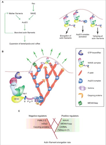 Figure 3. Mechanism of expansion of lamellipodia and ruffles. (A) Left: Process diagram showing how the Arp2/3 complex and WAVE and upstream regulators thereof sustain the expansion of lamellipodia and ruffles. Right: Cartoon depicting the enrichment of activated Rac and WAVE complex at the tip of lamellipodia and ruffles. The roles of WAVE as a 1) distributive polymerase promoting branched filament elongation, 2) tethering factor linking the actin network to the encasing plasma membrane and 3) nucleation promoting factor for the Arp2/3 complex are indicated. (B) The presence of active GTP-bound Rac within lamellipodia and ruffles is important for the enrichment and activity of the WAVE complex at the tip of these protrusions. The site-restricted cortical localization of the WAVE complex and the new branched actin filaments ensures persistent actin polymerization by the Arp2/3 complex in a narrow region close to the plasma membrane. This process and the proteins that regulate the elongation of the filaments' barbed ends pushing towards the plasma membrane control the protrusion of lamellipodia and ruffles, the latter indicated by green arrows. Key proteins and complexes are not depicted in scale and are decoded in the box. Note that all WAVE-complex subunits but HSPC300, as well as the domains of WAVE, are depicted in the cartoon. (C) Regulation of branched actin filament elongation within lamellipodia and ruffles. Inventory of the proteins that regulate either negatively (red box) or positively (green box) the filament elongation rate of the branched F-actin network. Question mark highlights that FMNL2 and FMNL3 might promote filament elongation only in some specific cell types.