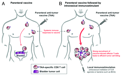 Figure 1. Optimization of bladder cancer vaccination using intravesical immunostimulants. TAA, tumor-associated antigen; TLR, toll-like receptors; BCG, Bacillus Calmette-Guérin.