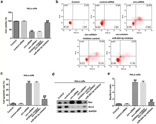 Figure 5. Knockdown of circRNA_0000258 regulates HeLa cell viability and apoptosis via upregulation of miR-654-3p expression. HeLa cells were transfected with control-siRNA, circ-siRNA, inhibitor control or miR-654-3p inhibitor. (a) Cell viability assessed using MTT assay. (b, c) Flow cytometry analysis of apoptotic cells. (d) Expression of Bax and Bcl-2 detected using Western blotting. (e) Ratio of Bax/Bcl-2. P < 0.05, **P < 0.01 vs. control.