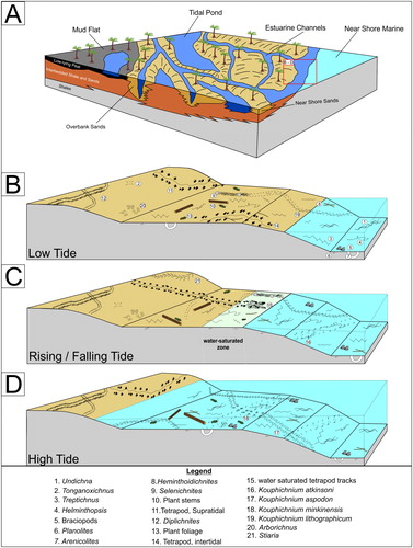 Figure 20. Paleoenvironmental reconstruction and interpretation of the ichnofaunal assemblages: A) paleoenvironmental reconstruction (modified from Pashin Citation2005) B) Low tide ichnofossil assemblage C) Rising and falling tide ichnofossil assemblage D) High tide ichnofossil assemblage (based on original work by Minkin Citation2005).