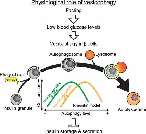 Figure 1. Proposed model and physiological function of autophagic degradation of insulin granules (vesicophagy). In pancreatic β cells, fasting (> 24 h) induces autophagy, which selectively engulfs and degrades unnecessary insulin granules under the hypoglycemia condition and prevents accidental insulin release. Conversely, in insulin-responsive tissues, activation of autophagy increases insulin sensitivity by reducing ER stress.