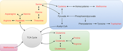 Figure 11 Network diagraph of the remarkably perturbed metabolic pathways in the process of IVDD and BSHXF intervention.