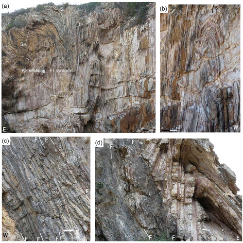 Figure 7. Folding and faulting in chert sequence north of Geology Point. (a, b) South facing section in the chert sequence containing isoclinal F1 folds many of which are refolded by F2 with a north–south-trending sub-vertical S2 axial surface. This chert sequence is thrust eastwards over a package of sandstones. Components of the fault zone include secondary faults, boudins of sandstone and bedding-parallel lenses of massive quartz (<20 cm wide). (c) North facing section illustrating boudinaged chert layers or wedges between several steep-east-dipping quartz-filled faults (F–F) that have a combination of both reverse and normal senses of movement. (d) Tight south-plunging F1 anticline in interbedded chert and pelagic mudstone and wedge of chert between two reverse faults. Scale = 25 cm ruler.